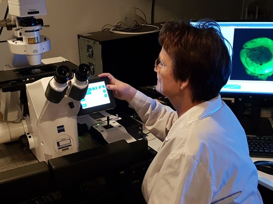 Ученые благодаря мышам узнали, у каких мам рождаются дружелюбные дети