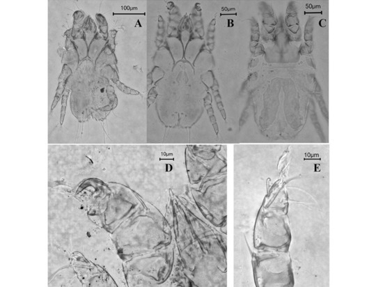 В Москве найден новый вид клещей, живущих на голубях