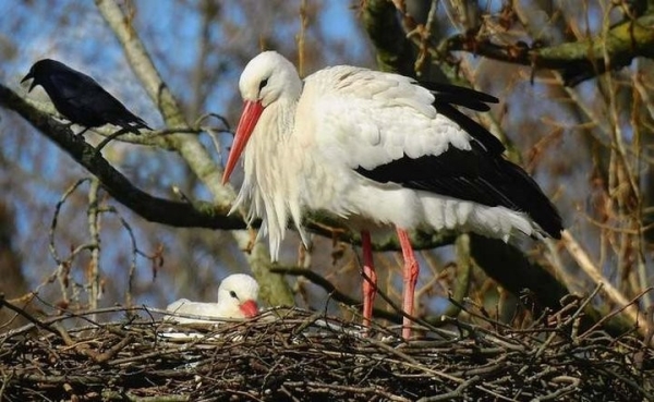 Какая максимальная высота полета птицы?