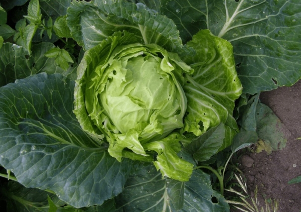 Почему вилки капусты растрескиваются, как сохранить их плотность: лунный календарь на июль, август и сентябрь 2022 года