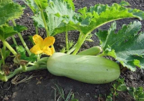 Запасаемся на зиму ценным продуктом: как сохранить кабачки до весны Запасаемся на зиму ценным продуктом: как сохранить кабачки до весны