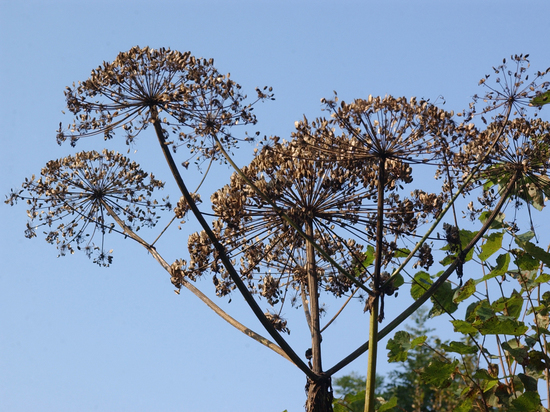 Соцветия борщевика рассмотрели из космоса