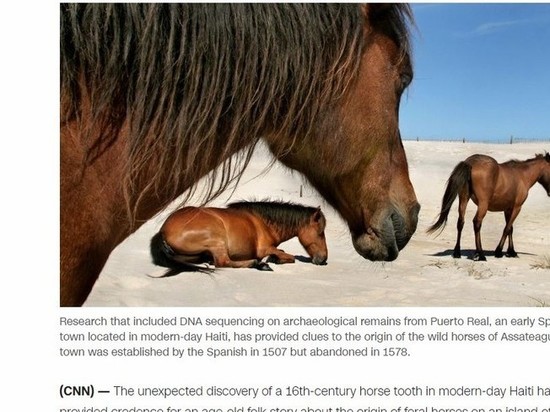 Ученые раскрыли тайну легенды об острове, куда сами приплыли одичавшие лошади