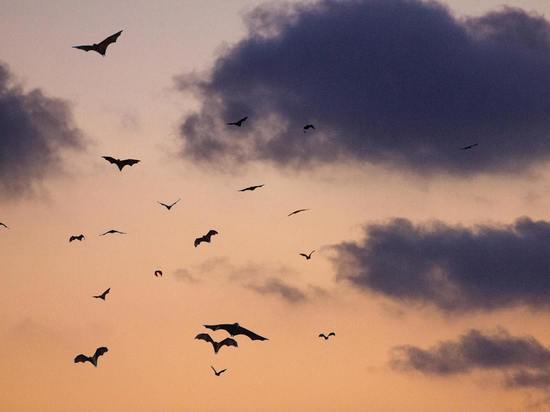 Американские ученые повторно открыли опасный коронавирус у российских мышей