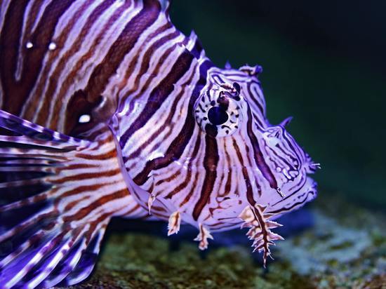 Ученые создали модель «безвредной» черепно-мозговой травмы у рыб