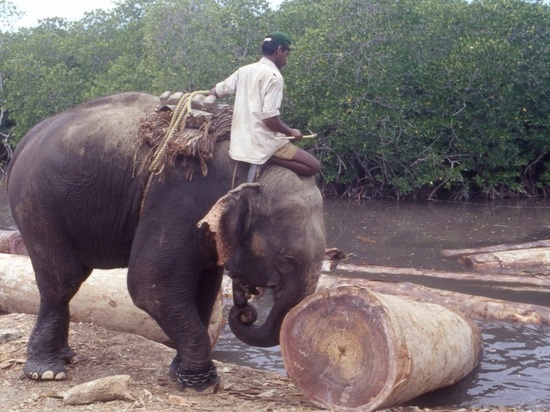 Стало известно, почему слоны и киты никогда не болеют раком