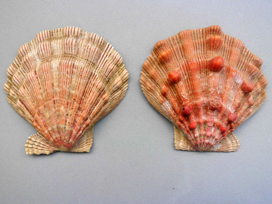 Морского гребешка предложили использовать в стоматологии