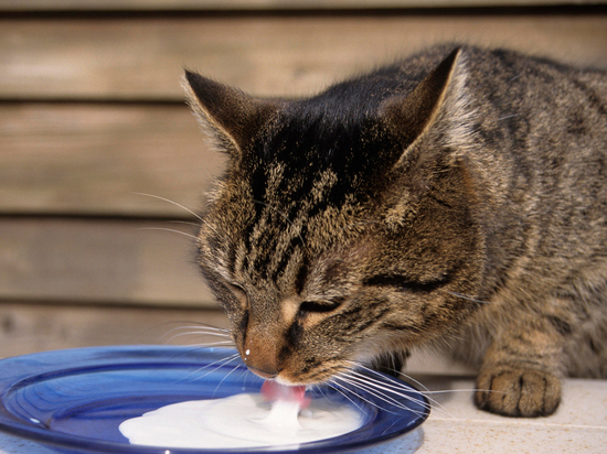 Названа родина первых в мире домашних кошек