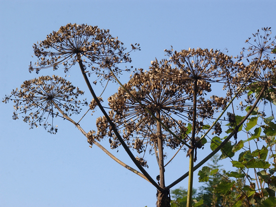 Российские ученые разработали средство от радионуклидов на основе борщевика