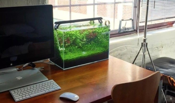 Какие вещи нужно держать в доме, согласно фэншуй, чтобы привлечь изобилие