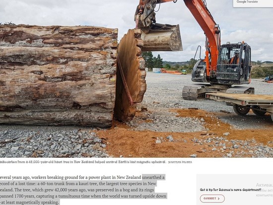 Древние деревья каури запечатлели последний коллапс магнитного поля Земли