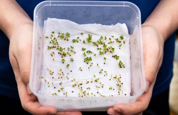 Как увеличить всхожесть семян, используя проверенные способы Как увеличить всхожесть семян, используя проверенные способы