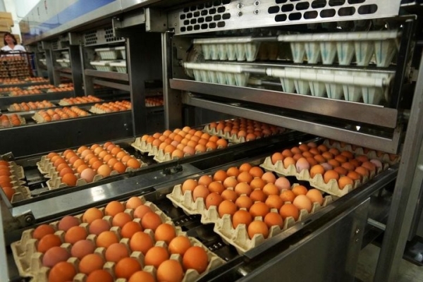 Сколько Беларусь зарабатывает на экспорте яиц