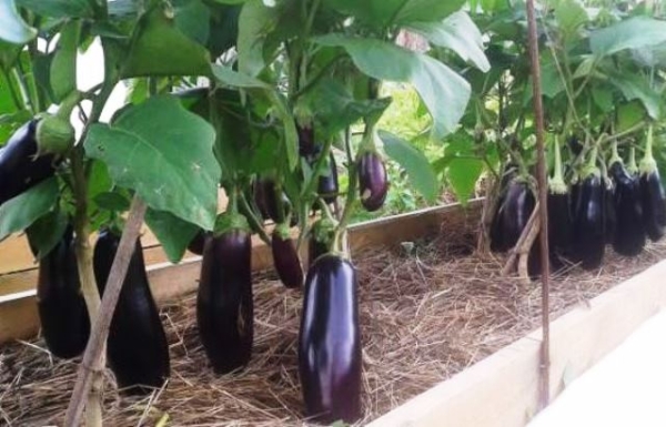 Открытый грунт или теплица: где предпочитают выращивать баклажаны опытные огородники