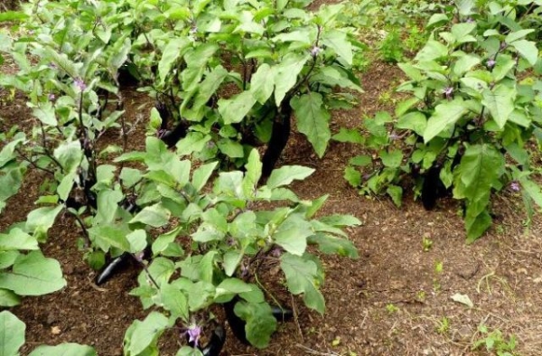 Открытый грунт или теплица: где предпочитают выращивать баклажаны опытные огородники