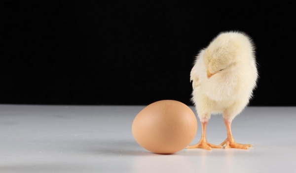 Британские ученые нашли ответ на вопрос, что было раньше — курица или яйцо Британские ученые нашли ответ на вопрос, что было раньше — курица или яйцо