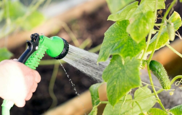 По каким причинам желтеют и опадают завязи огурцов, как с этим бороться