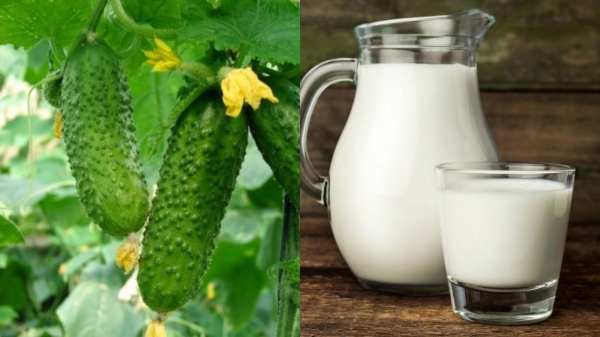 Как правильно применять прокисшее молоко для удобрения огурцов Как правильно применять прокисшее молоко для удобрения огурцов