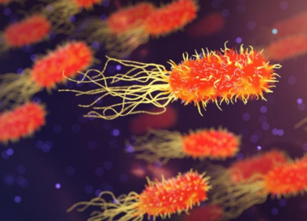 Есть ли опасность заразиться «пожирающей мозг» амебой в российских водоемах