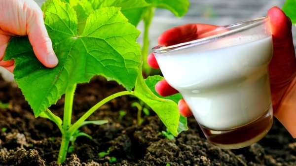 Как правильно применять прокисшее молоко для удобрения огурцов Как правильно применять прокисшее молоко для удобрения огурцов